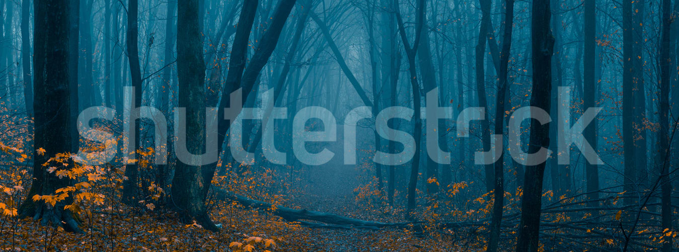 Hazy Forest