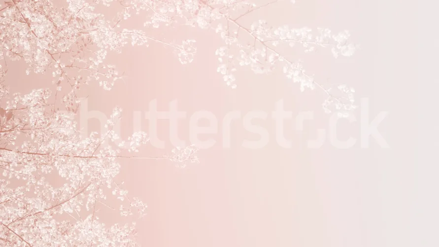 Embrace the Delicate Beauty of Cherry Blossoms