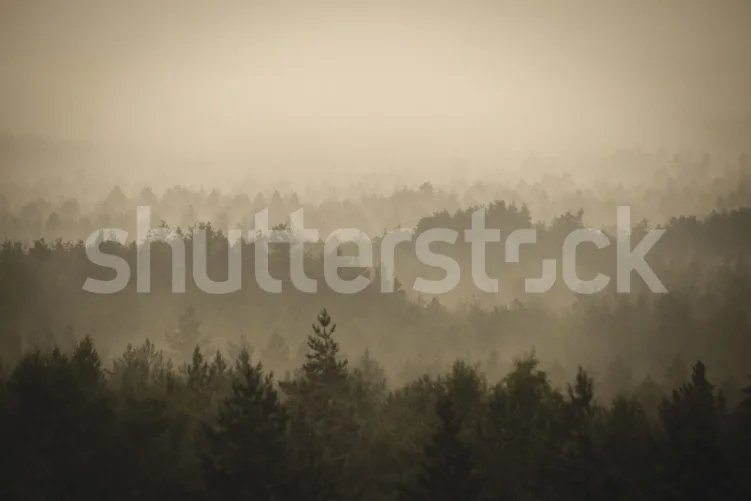 A Tranquil Walk in the Morning Mist