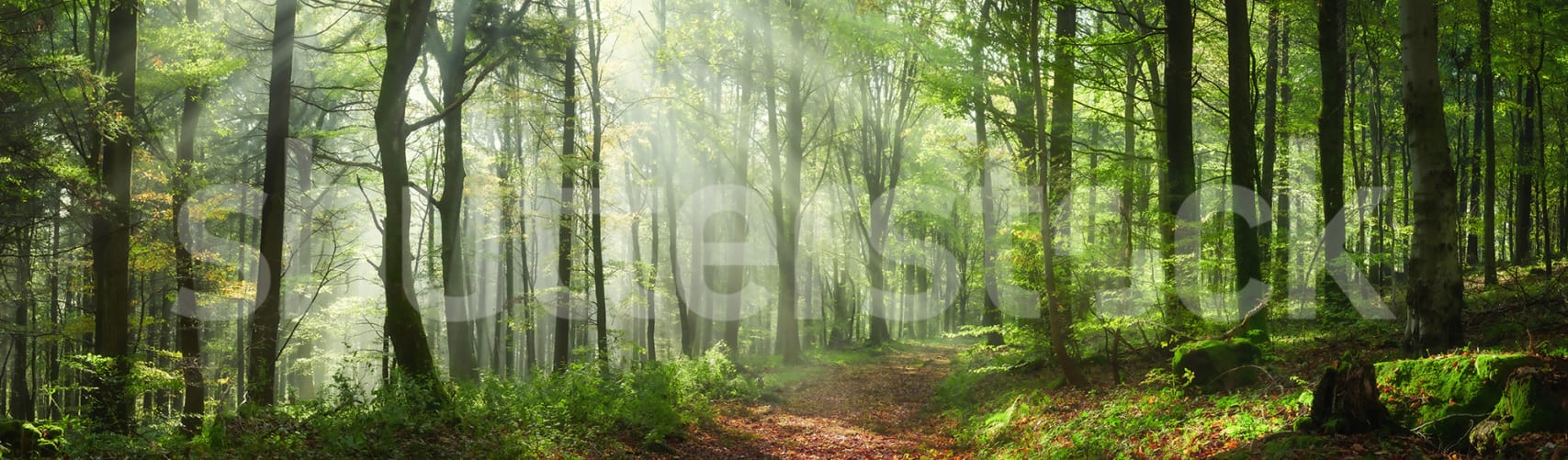 Embrace Nature Under Sunlit Leaves