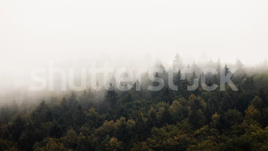 Misty Morning Escape