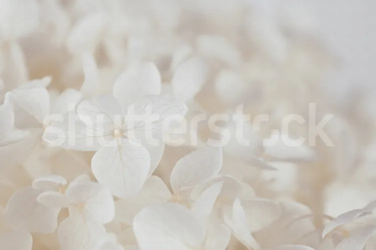 Bellezza eterea delle ortensie
