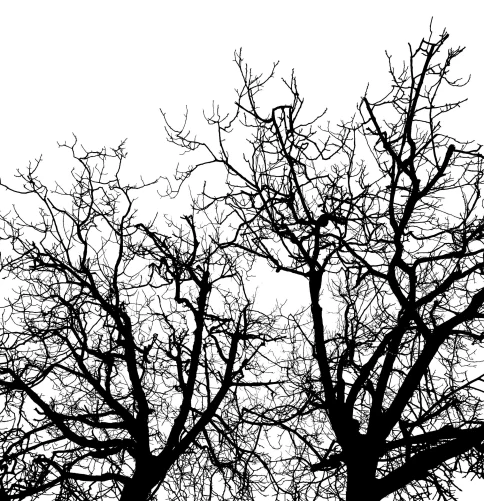 Branches