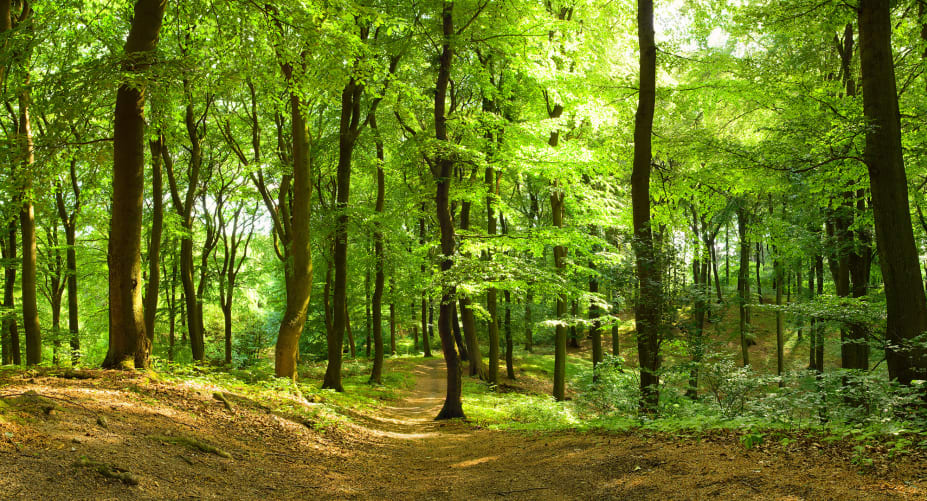 Wall mural with forest motif