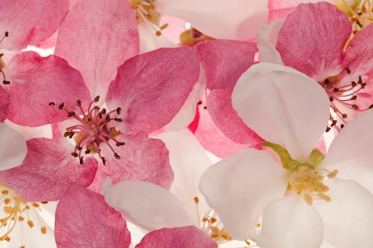 Carta da parati con fiori rosa