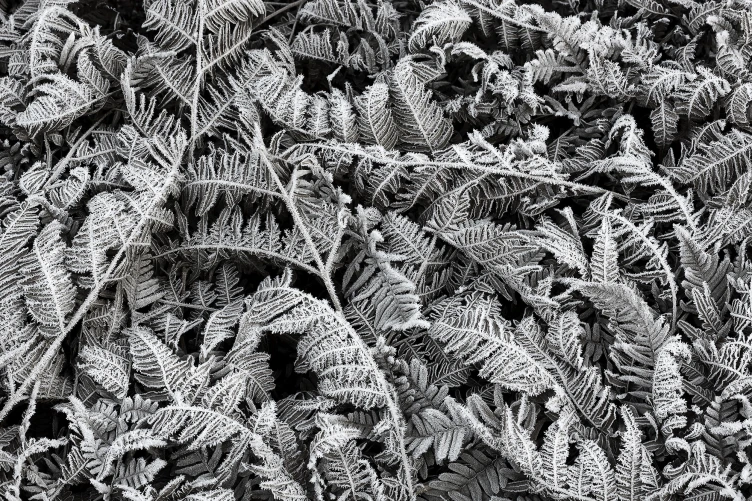 Grayscale wall mural with leaves