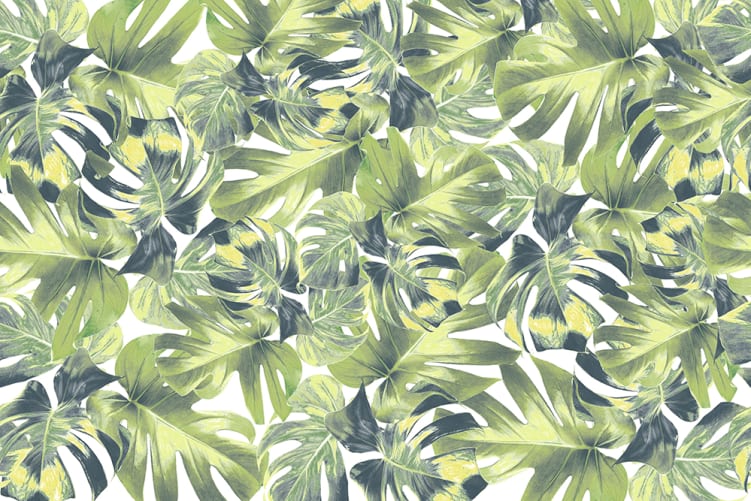 Jungle mural wallpaper with monstera leaves