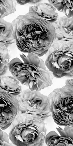 Rose wallpaper with no repeat in grayscale
