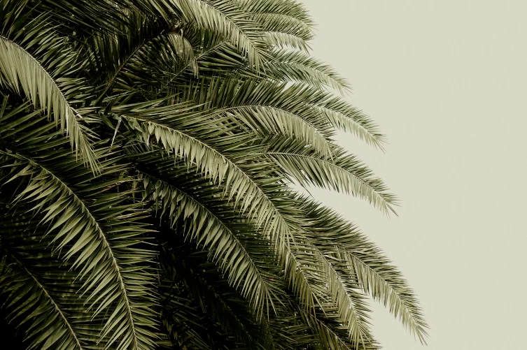 Crea un'oasi verde e lussureggiante
