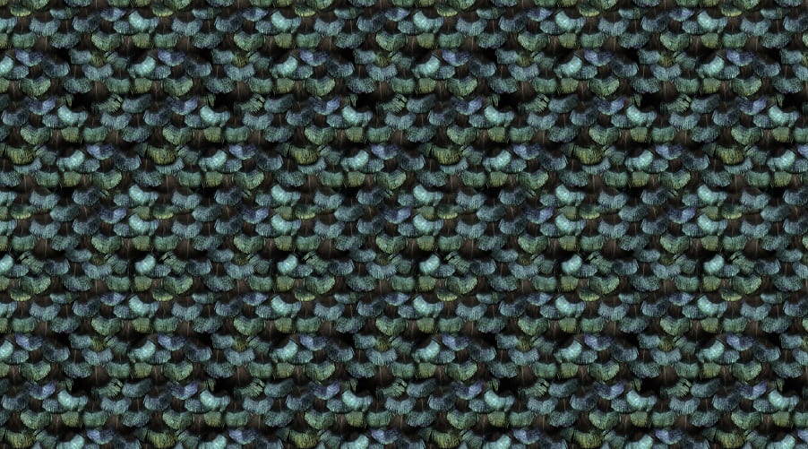 Un design expressif d’un plumage de paon