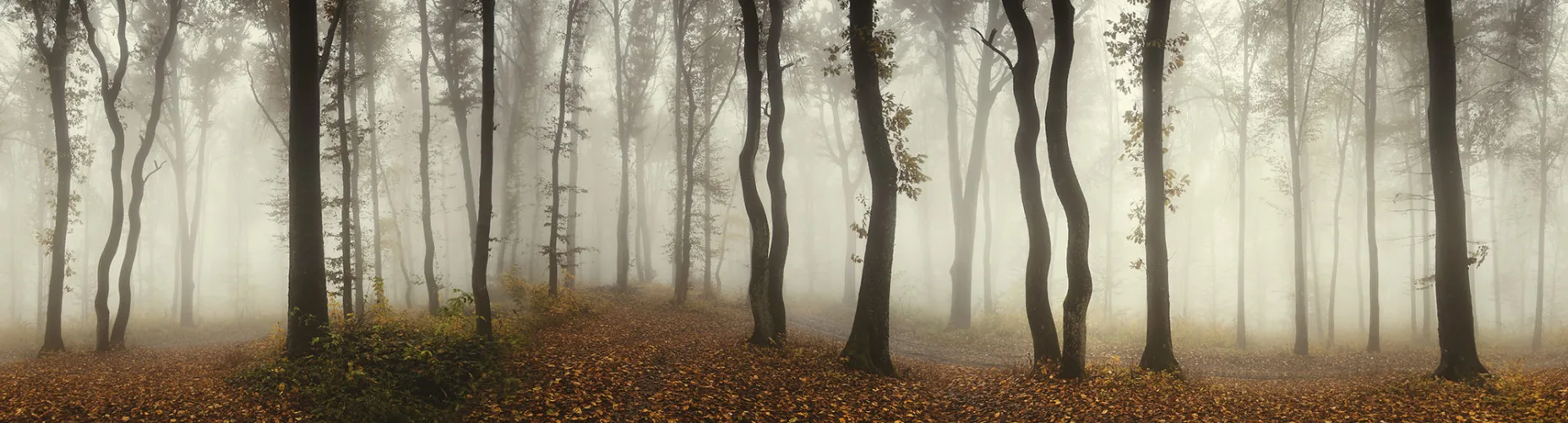 Deep in the forest