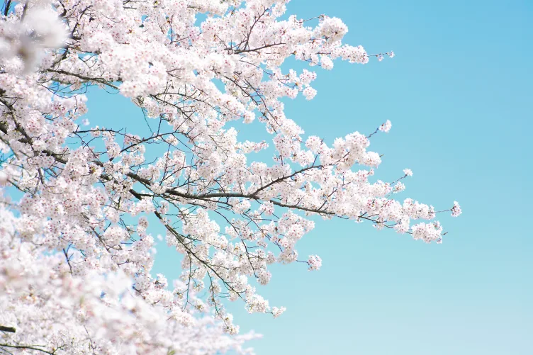 Joyeuse floraison
