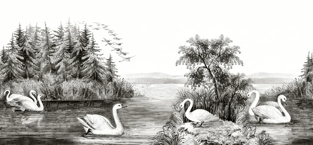White swans of the Northern Hemisphere