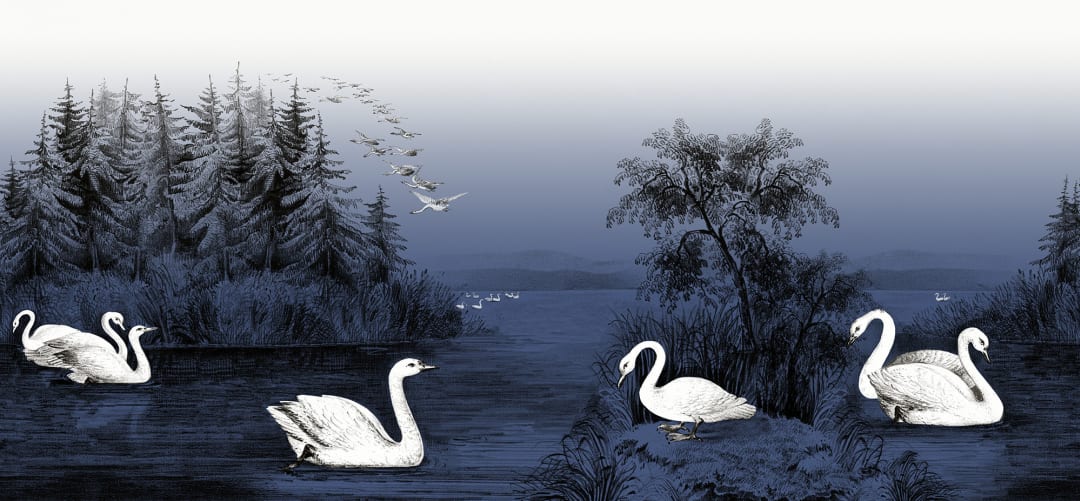 Swans in the midnight blue twilight