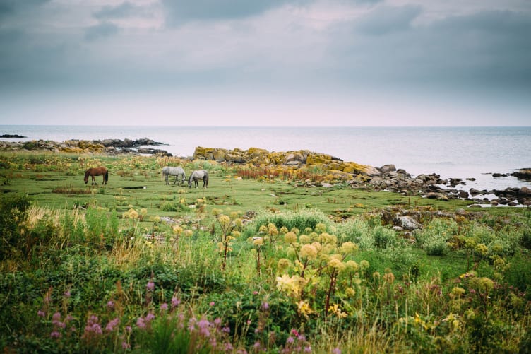 Paarden in hun juiste element