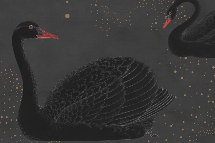 Esperar o inesperado com um papel de parede de cisne negro