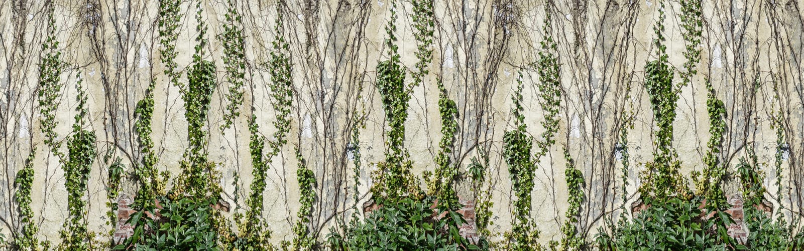 A wallpaper with winding greenery