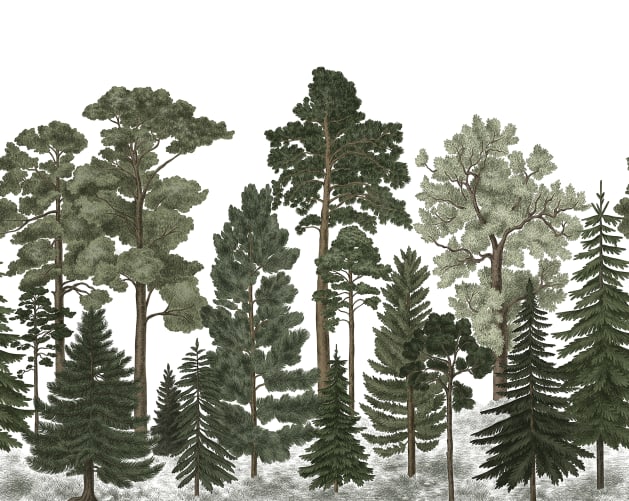 Forest wallpaper with coniferous trees