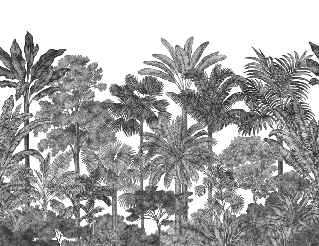 Tropical Bellewood, Graphite