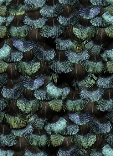 Petite Peacock Plumage, Opal