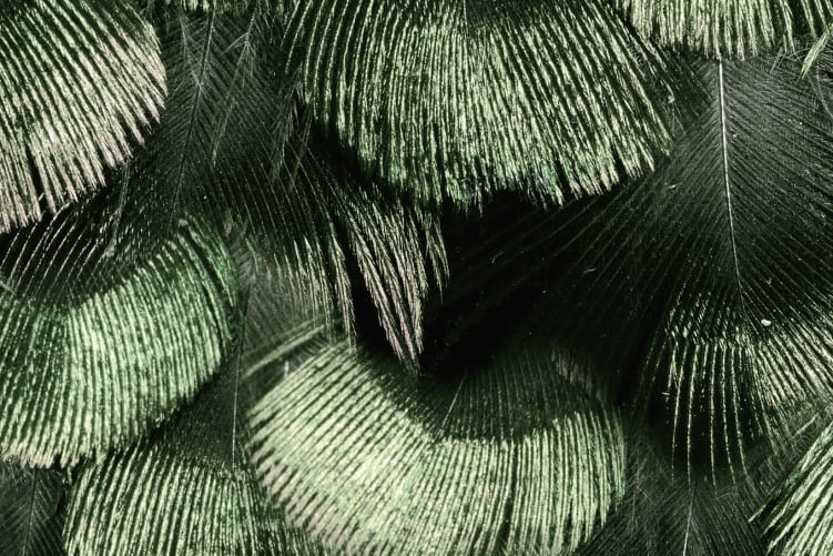 Petite Peackock Plumage, Jade