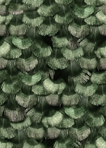 Petite Peackock Plumage, Jade