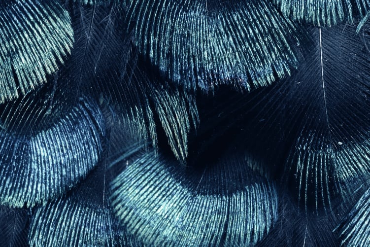 Petite Peacock Plumage, Teal