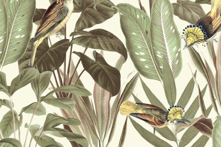 Birds of Paradise, Bright Dawn
