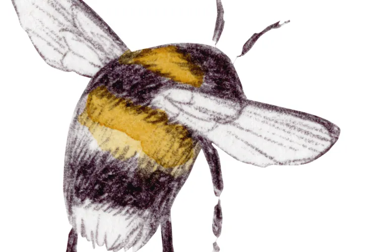 Bumblebee, White