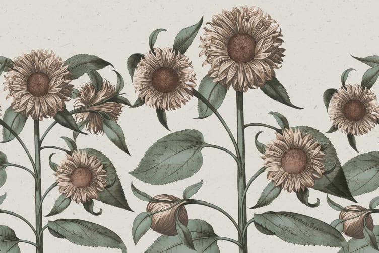 Girasoli d'epoca