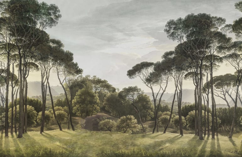 Tranquil Pine Glade