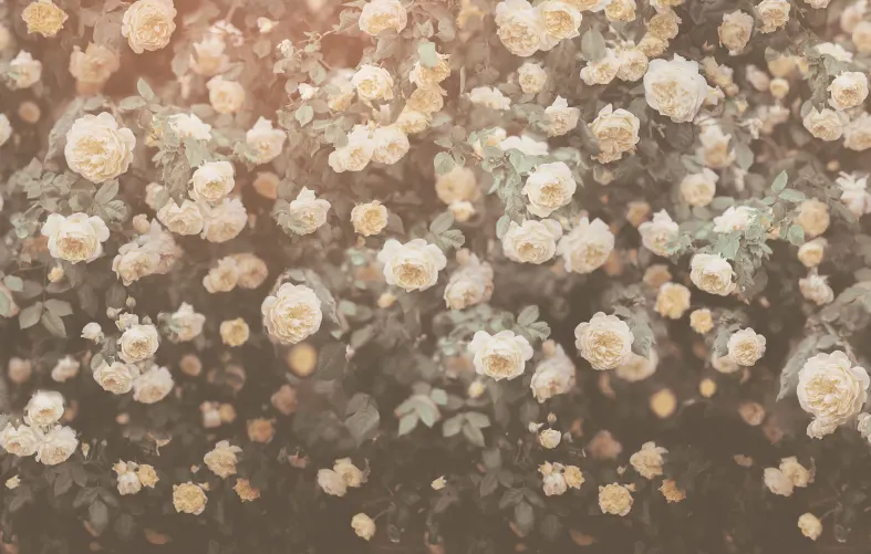 Rose Plenty