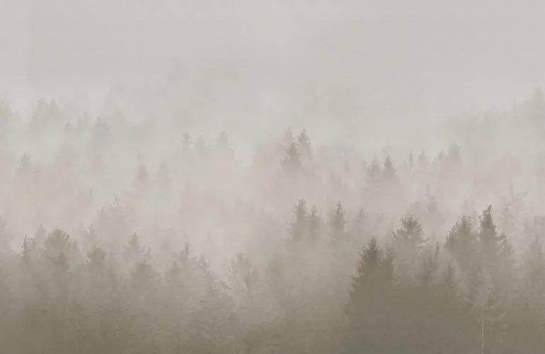 Dichter mystischer Wald