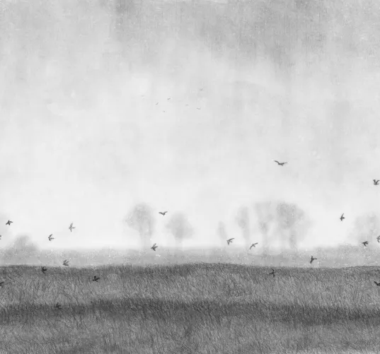 Birdscape Reimagined