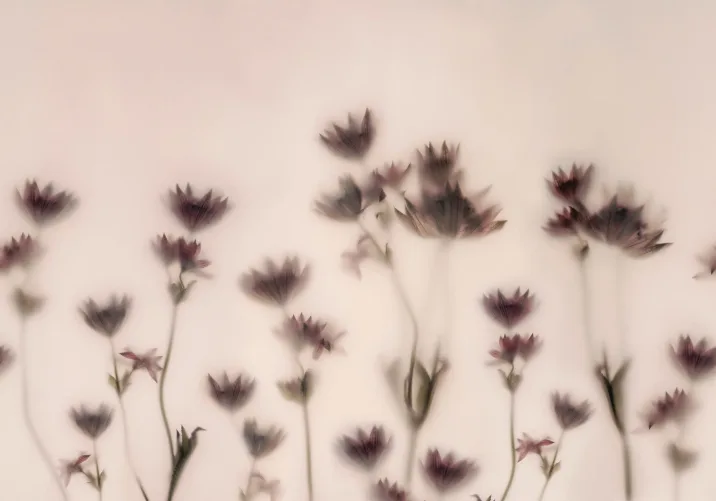 Lumière et floraison superposées