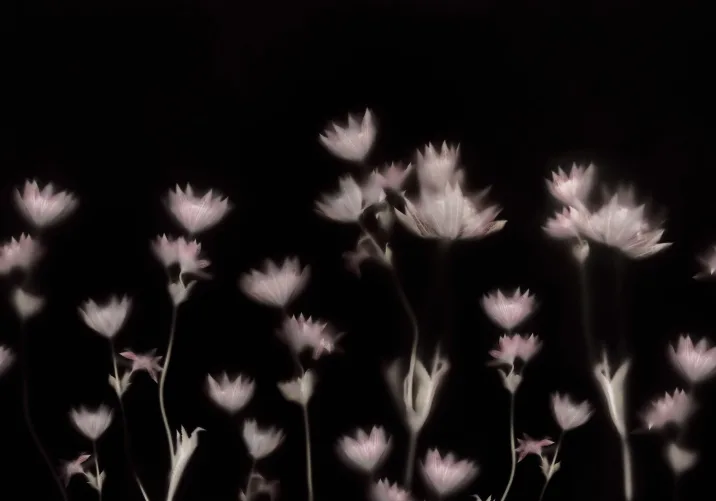 Florale Traumlandschaft