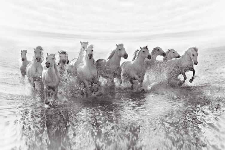 Running Horses