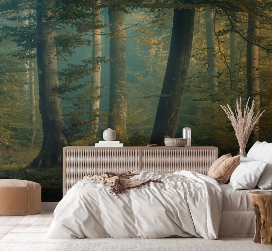 Beech Forest