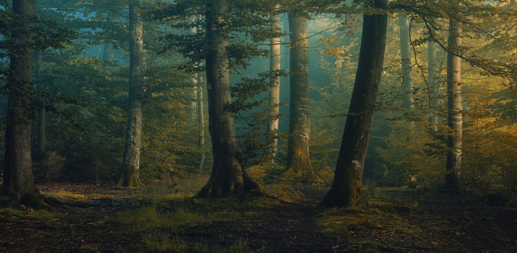 Beech Forest