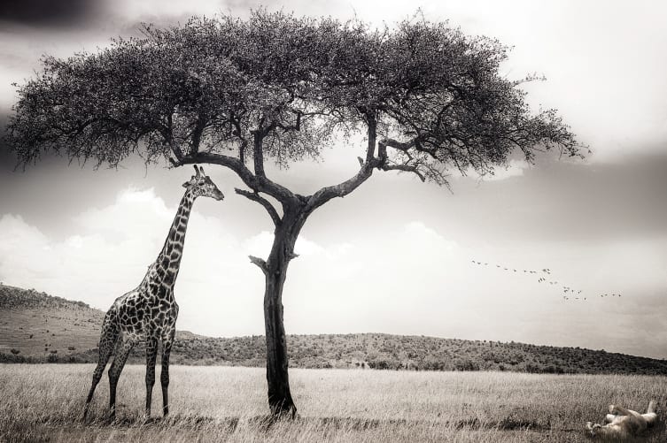 Peaceful Savannah