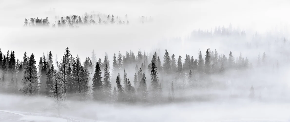 Calm Forest