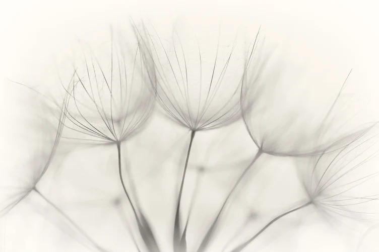 Soft Seeds