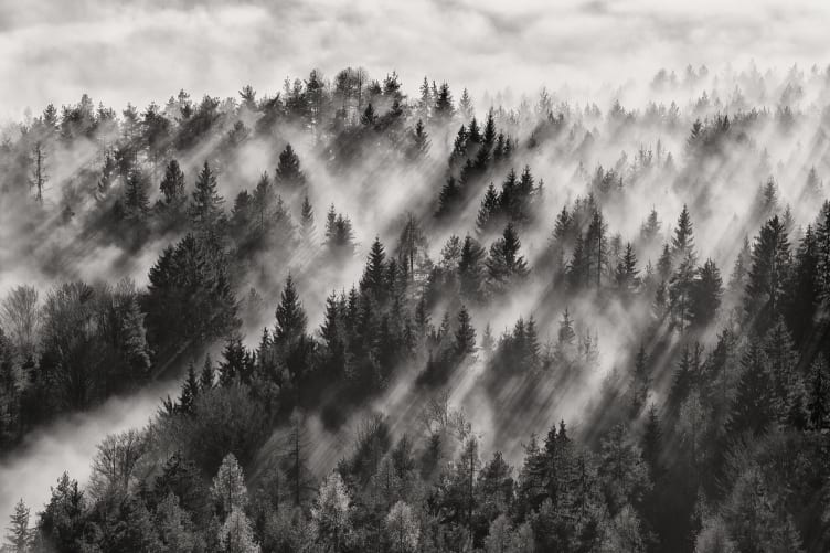 Foggy Forest