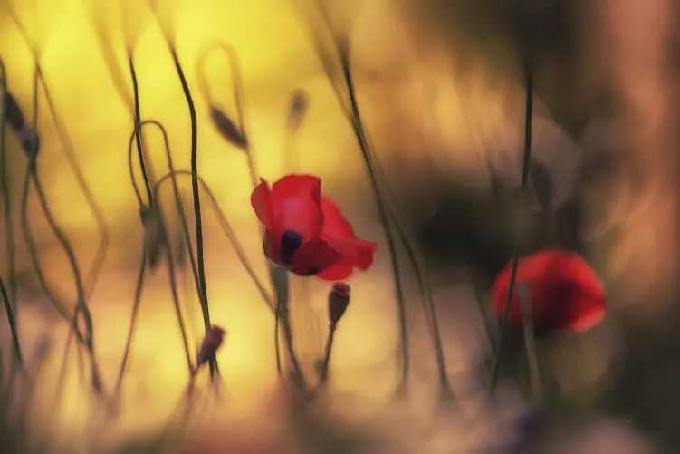Soft Poppy
