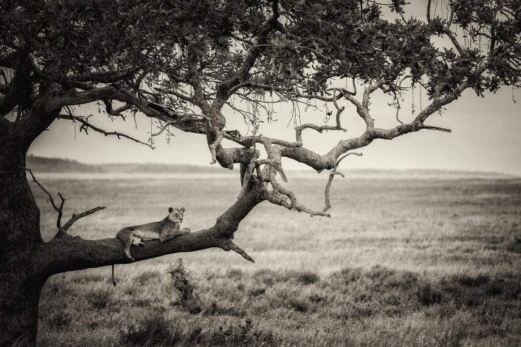 Lazy Lion