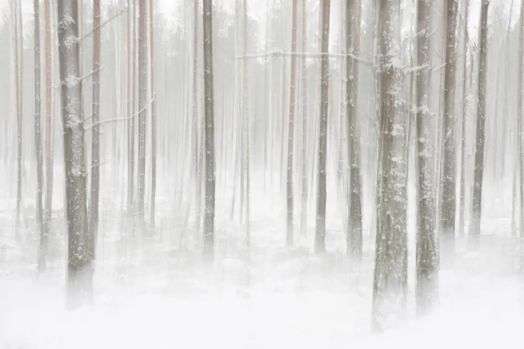 Winter Forest
