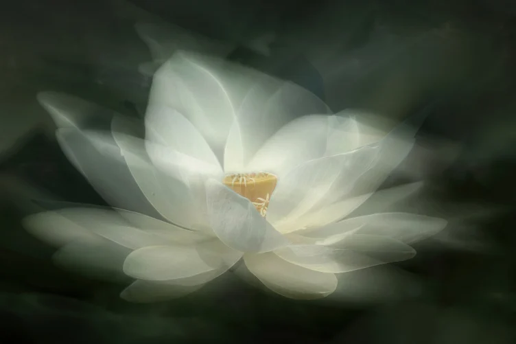 White Waterlily
