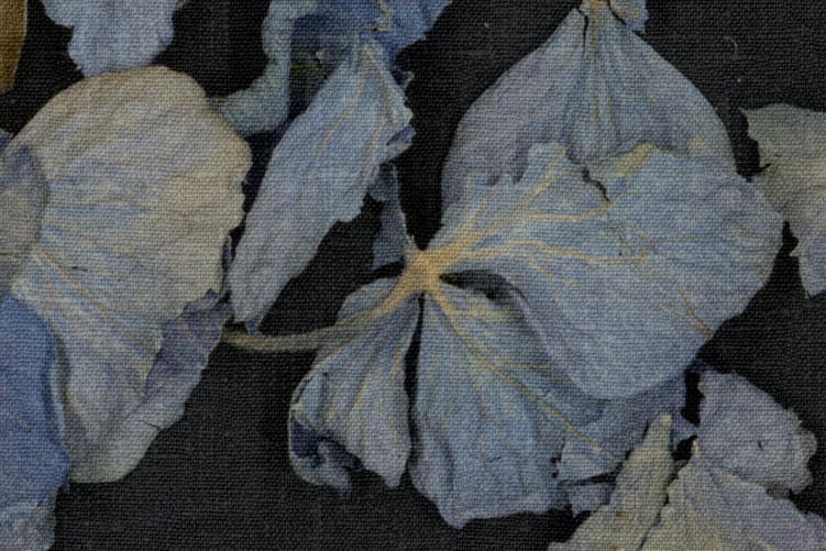 Fragile Beauty, Dark Blue
