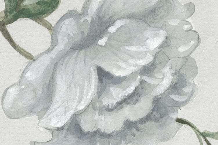 Grandiflora, Pearl