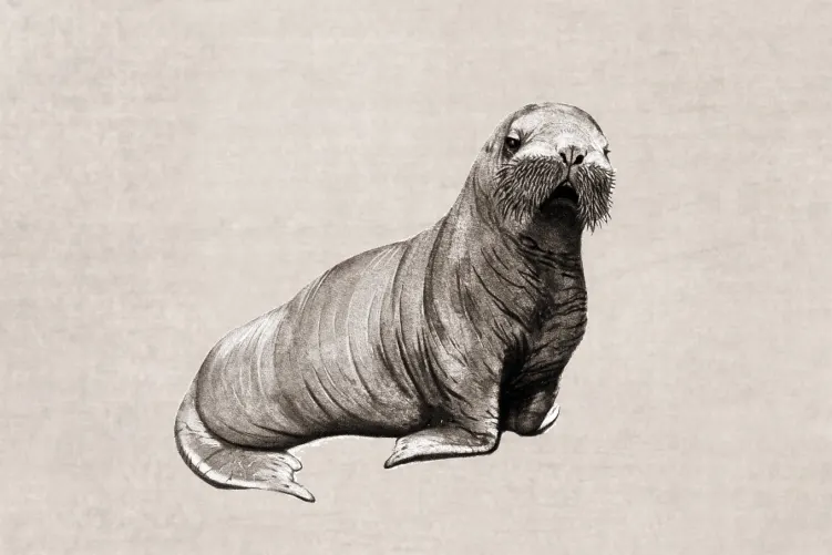Wildlife Sand